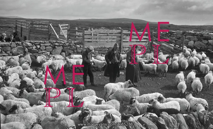 : Shepherds at North Uist, Outer Hebrides, Scotland : Shepherds at North Uist, Outer Hebrides, Scotland