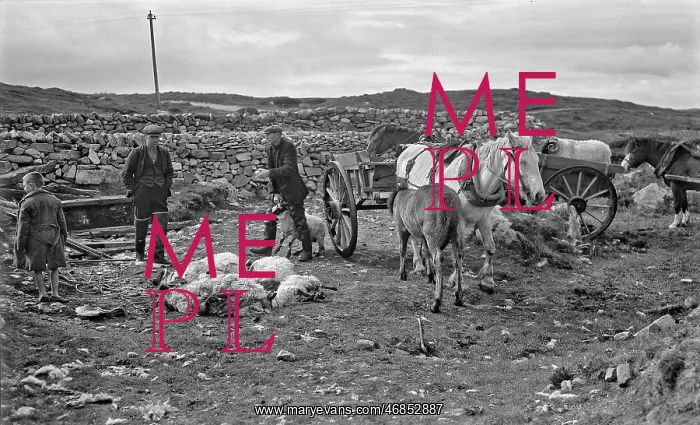 : Shepherds at North Uist, Outer Hebrides, Scotland : Shepherds at North Uist, Outer Hebrides, Scotland