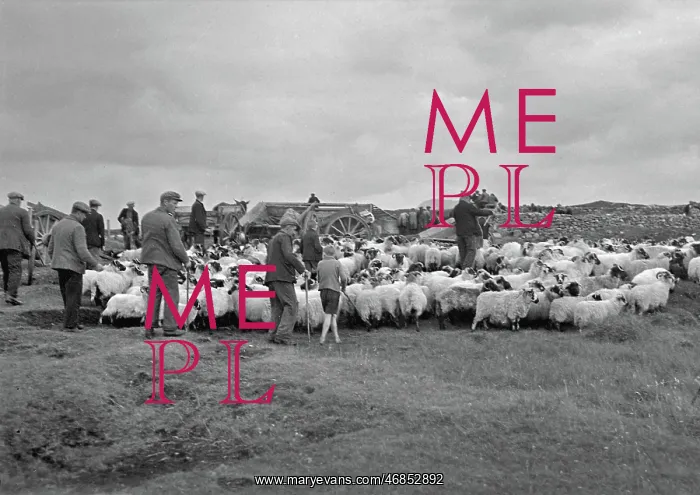 : Shepherds at North Uist, Outer Hebrides, Scotland : Shepherds at North Uist, Outer Hebrides, Scotland