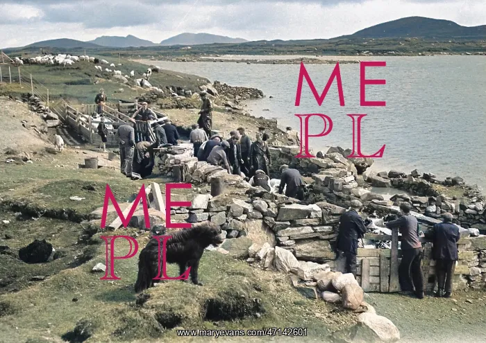 : Shepherds at North Uist, Outer Hebrides, Scotland : Shepherds at North Uist, Outer Hebrides, Scotland