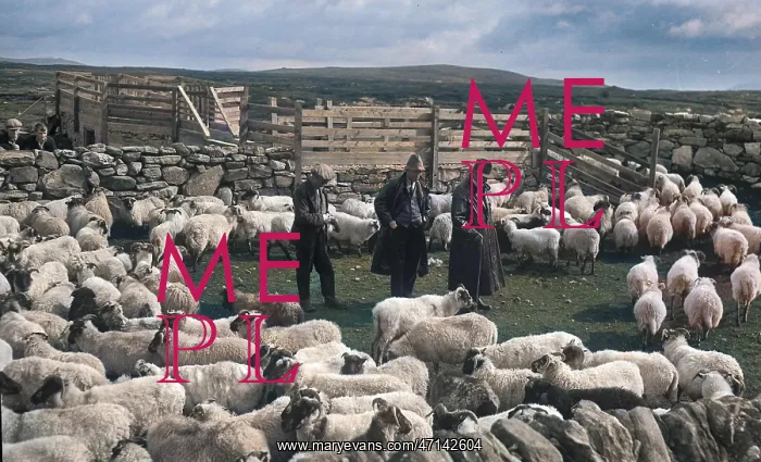 : Shepherds at North Uist, Outer Hebrides, Scotland : Shepherds at North Uist, Outer Hebrides, Scotland