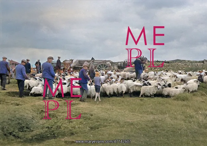 : Shepherds at North Uist, Outer Hebrides, Scotland : Shepherds at North Uist, Outer Hebrides, Scotland