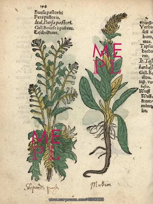 : Shepherd's purse, Capsella bursa-pastoris : Shepherd's purse, Capsella bursa-pastoris