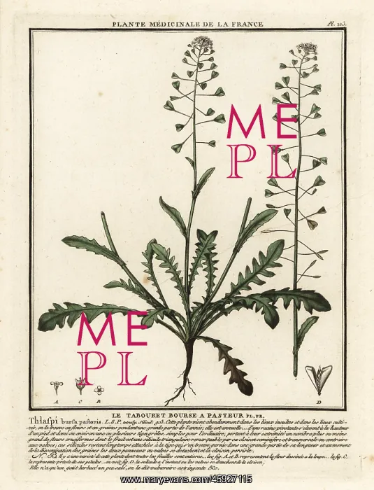 : Shepherd's purse, Capsella bursa-pastoris : Shepherd's purse, Capsella bursa-pastoris