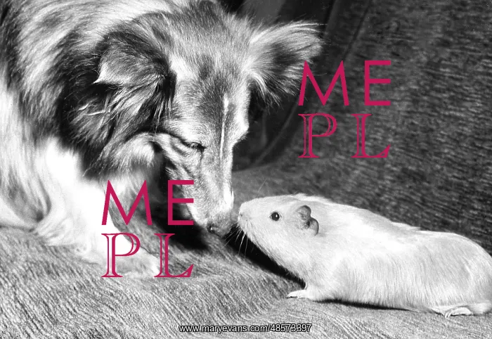 : Shetland Collie and Guinea Pig : Shetland Collie and Guinea Pig