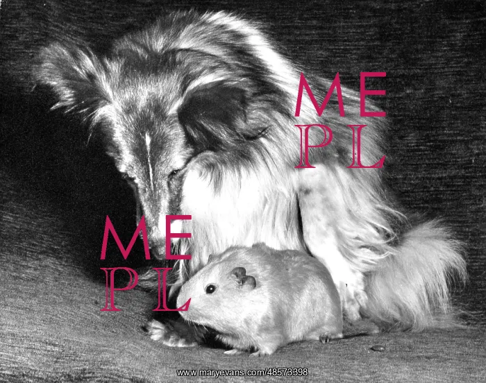 : Shetland Collie and Guinea Pig : Shetland Collie and Guinea Pig