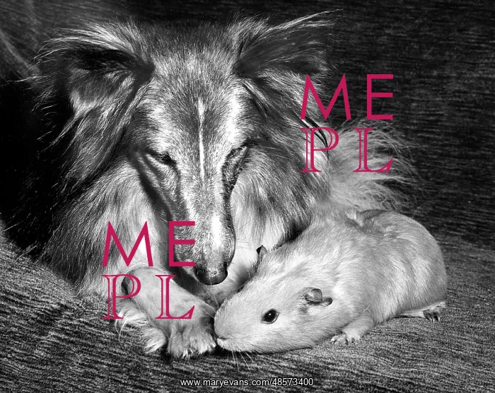 : Shetland Collie and Guinea Pig : Shetland Collie and Guinea Pig