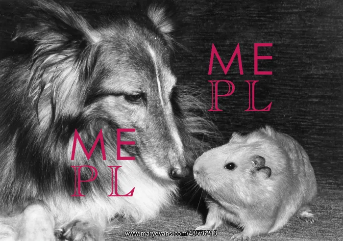 : Shetland Collie and guinea pig : Shetland Collie and guinea pig