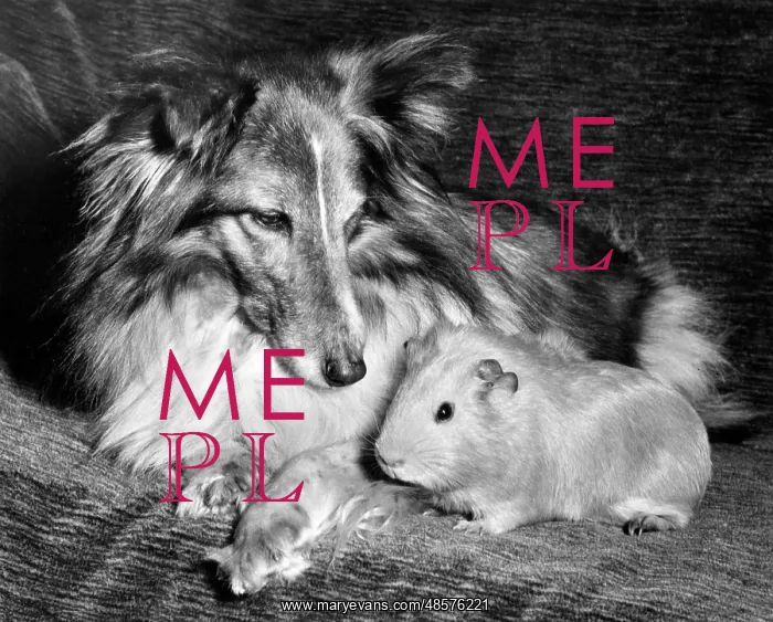 : Shetland Collie and guinea pig : Shetland Collie and guinea pig