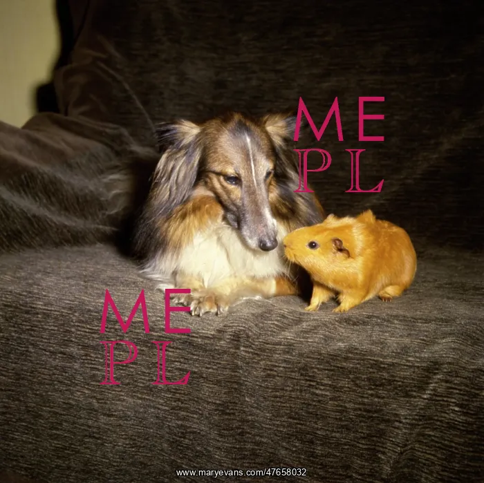 : Shetland Collie and guinea pig on a sofa : Shetland Collie and guinea pig on a sofa