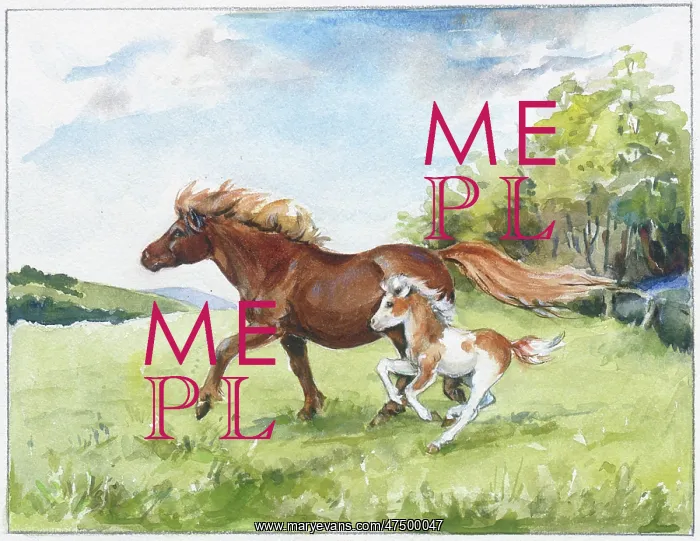  : Shetland mare and foal trotting in field