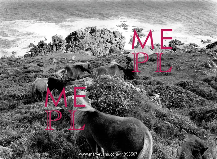 : Shetland ponies at The Lizard, Cornwall : Shetland ponies at The Lizard, Cornwall