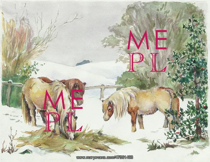  : Three Shetland ponies in the snow