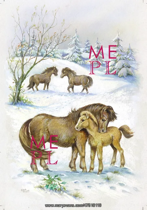  : Shetland Ponies in the snow