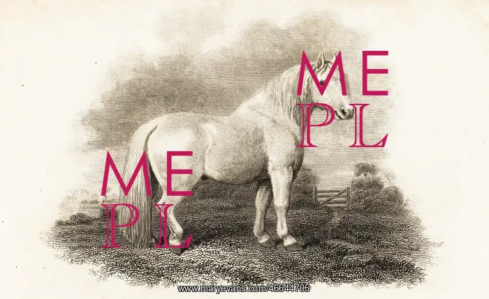 : Shetland Pony : Shetland Pony