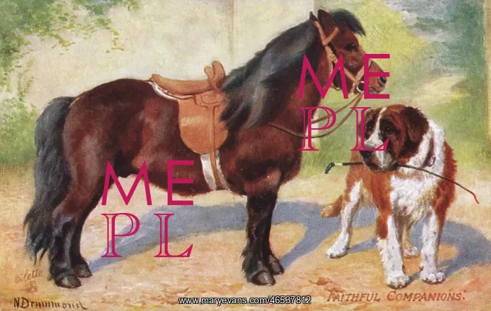 : Shetland Pony and St Bernard Dog : Shetland Pony and St Bernard Dog