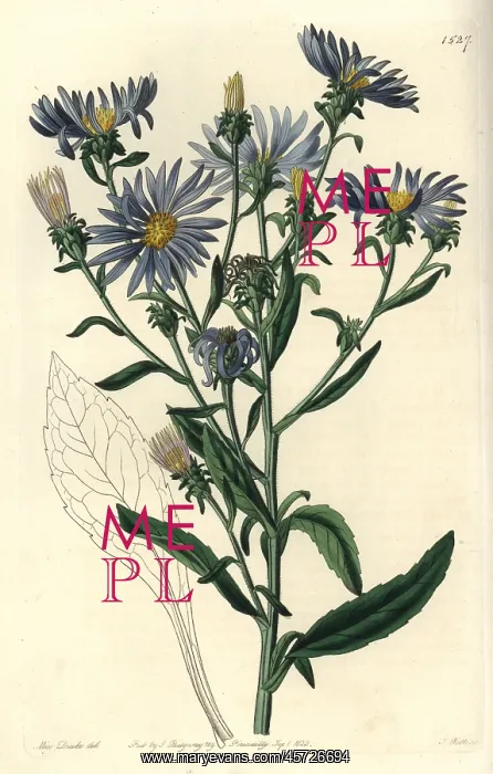 : Shewy aster, Aster spectabilis : Shewy aster, Aster spectabilis