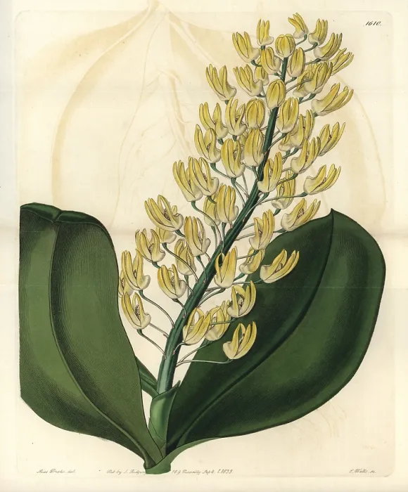 : Shewy dendrobium orchid, Dendrobium speciosum : Shewy dendrobium orchid, Dendrobium speciosum