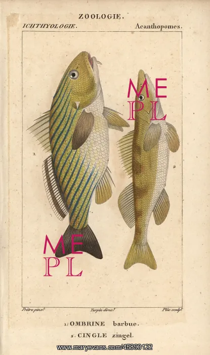 : Shi drum, Umbrina cirrosa, and cingle, Zingel zingel : Shi drum, Umbrina cirrosa, and cingle, Zingel zingel