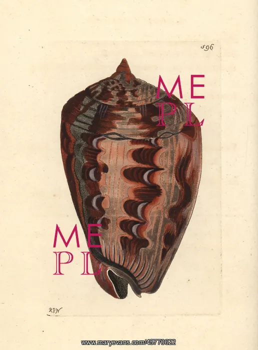: Shielded dogwhelk, Nassarius arcularia plicatus : Shielded dogwhelk, Nassarius arcularia plicatus