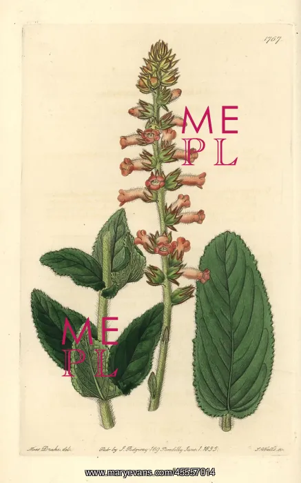 : Shifting leaved gesnera, Sinningia allagophylla : Shifting leaved gesnera, Sinningia allagophylla