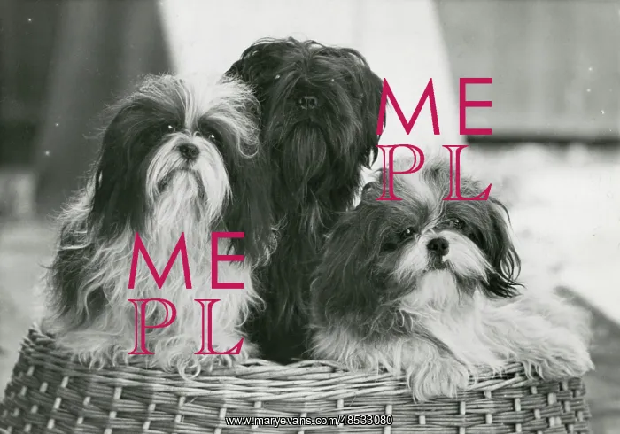 : THREE SHIH TZU / 1949 : THREE SHIH TZU / 1949