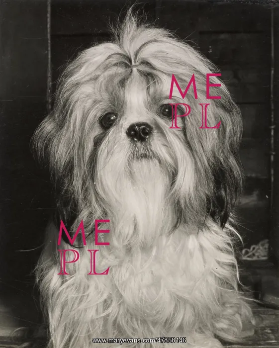  : Shih Tzu