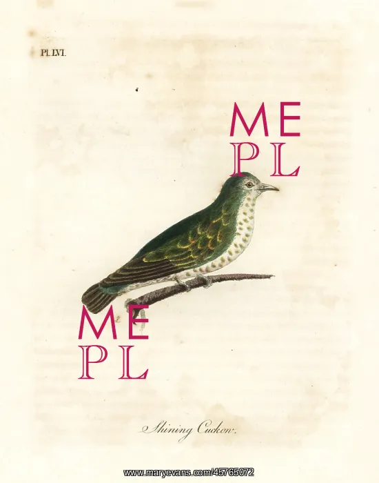 : Shining bronze cuckoo, Chrysococcyx lucidus : Shining bronze cuckoo, Chrysococcyx lucidus