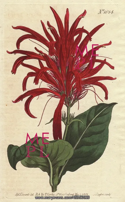 : Shining-leaved justica with bright crimson : Shining-leaved justica with bright crimson