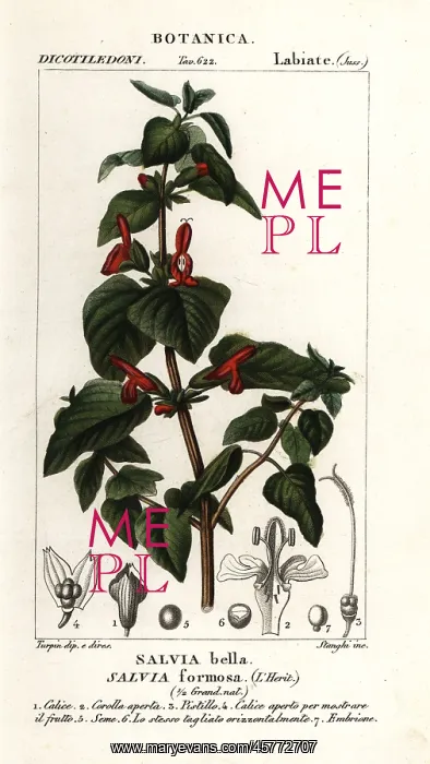 : Shining-leaved sage, Salvia formosa : Shining-leaved sage, Salvia formosa