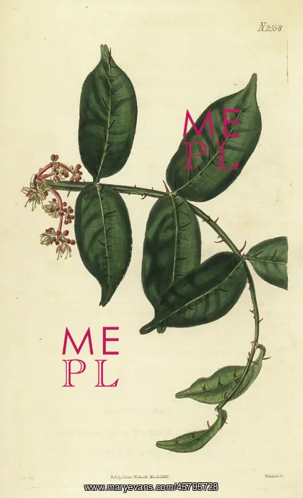 : Shiny-leaf prickly-ash, Zanthoxylum nitidum : Shiny-leaf prickly-ash, Zanthoxylum nitidum
