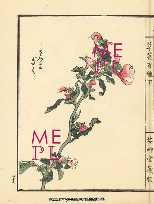 : Shiogama kiku or lousewort, Pedicularis chamissonis : Shiogama kiku or lousewort, Pedicularis chamissonis