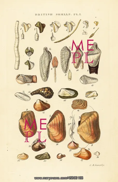 : Ship worms, piddocks and other borers : Ship worms, piddocks and other borers