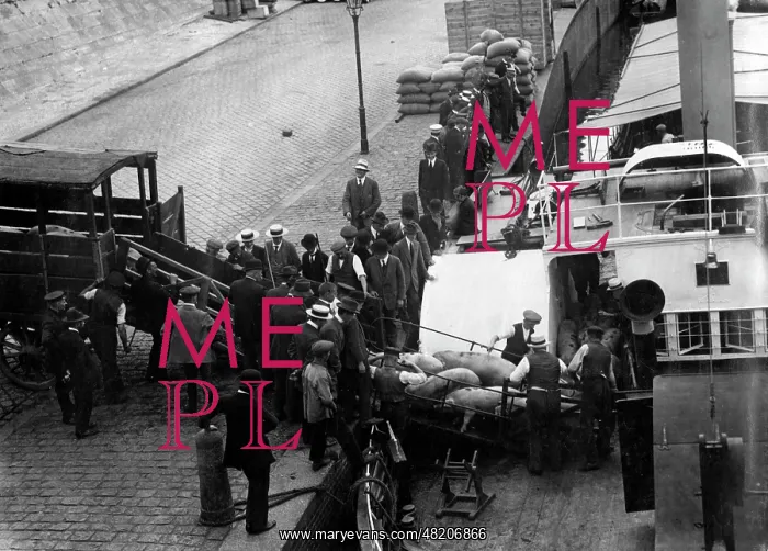 : A shipload of pigs, 1914 : A shipload of pigs, 1914