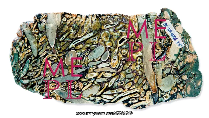 : Shipworm borings : Shipworm borings
