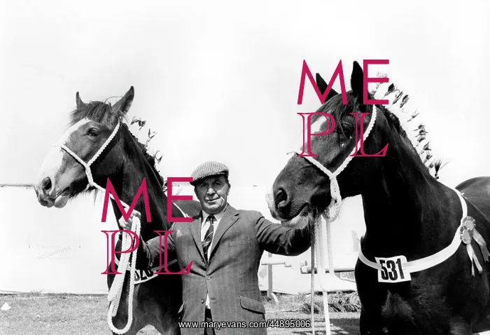 : Shire Horse Parade at the Royal Cornwall Show : Shire Horse Parade at the Royal Cornwall Show