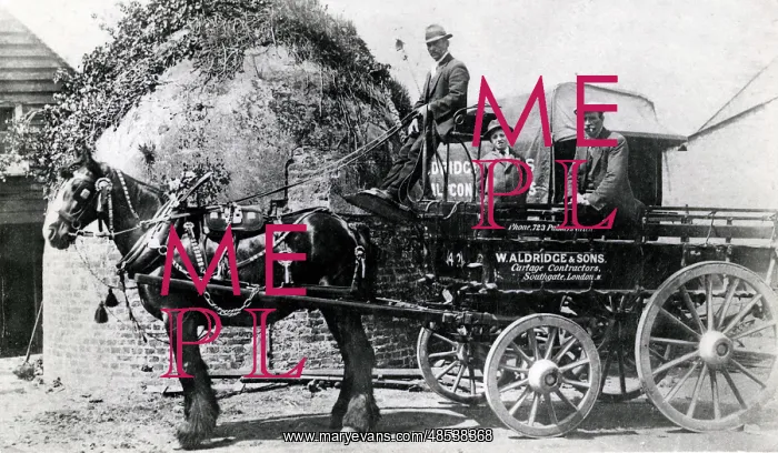 : Shire Horse pulling Cartage Contractors Wagon : Shire Horse pulling Cartage Contractors Wagon