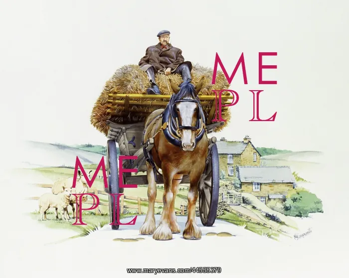 : Shire horse pulling a hay wagon : Shire horse pulling a hay wagon