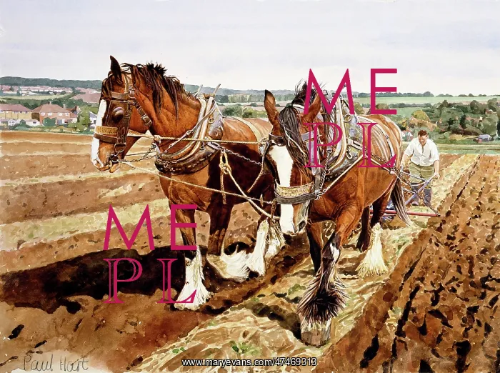  : Shire Horses with Plough