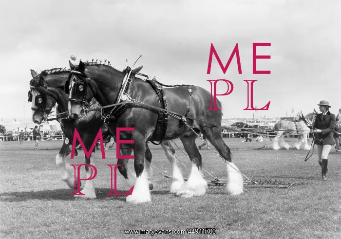 : Two shire horses at the Royal Cornwall Show : Two shire horses at the Royal Cornwall Show