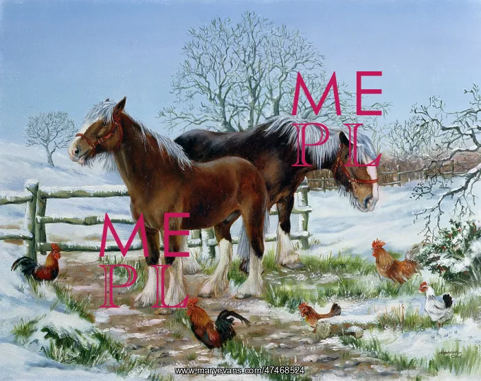 : Two Shire Horses in the Snow : Two Shire Horses in the Snow