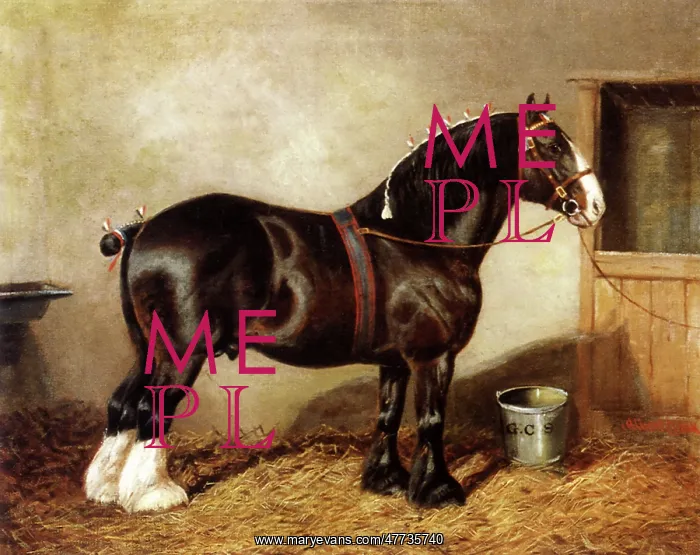  : Shire Stallion Bramhope Romeo
