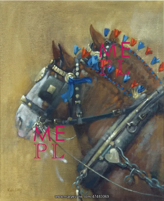 : Shires in Harness ' two shire horses : Shires in Harness ' two shire horses