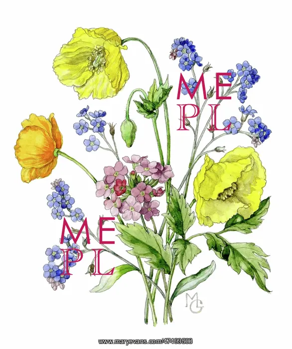  : Shirley Poppies and Forget-me-nots