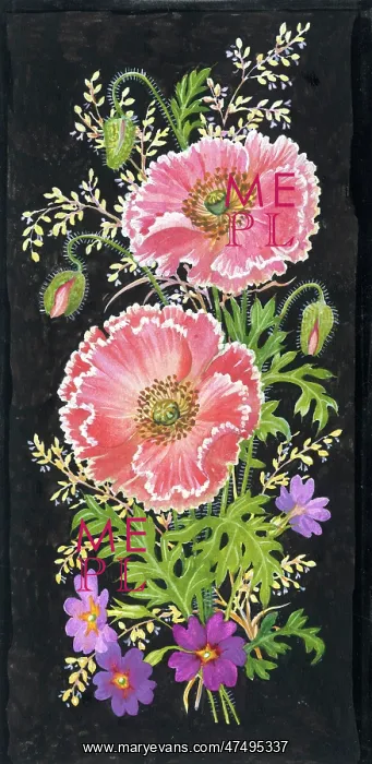 : Shirley poppies, Wanda primroses : Shirley poppies, Wanda primroses