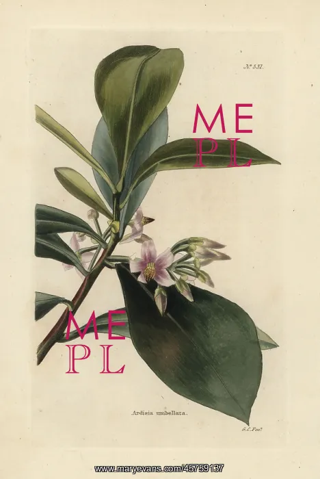 : Shoebutton ardisia, Ardisia elliptica : Shoebutton ardisia, Ardisia elliptica