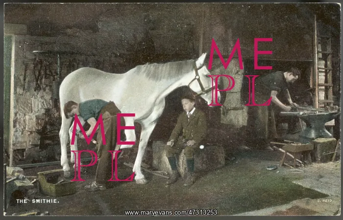  : SHOEING A HORSE