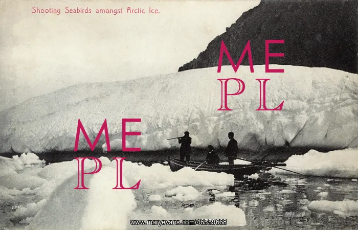 : Shooting seabirds - Newfoundland : Shooting seabirds - Newfoundland
