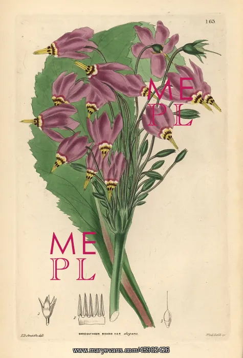 : Shooting star, Dodecatheon meadia : Shooting star, Dodecatheon meadia