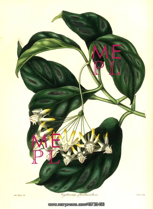 : Shooting stars, Hoya multiflora : Shooting stars, Hoya multiflora